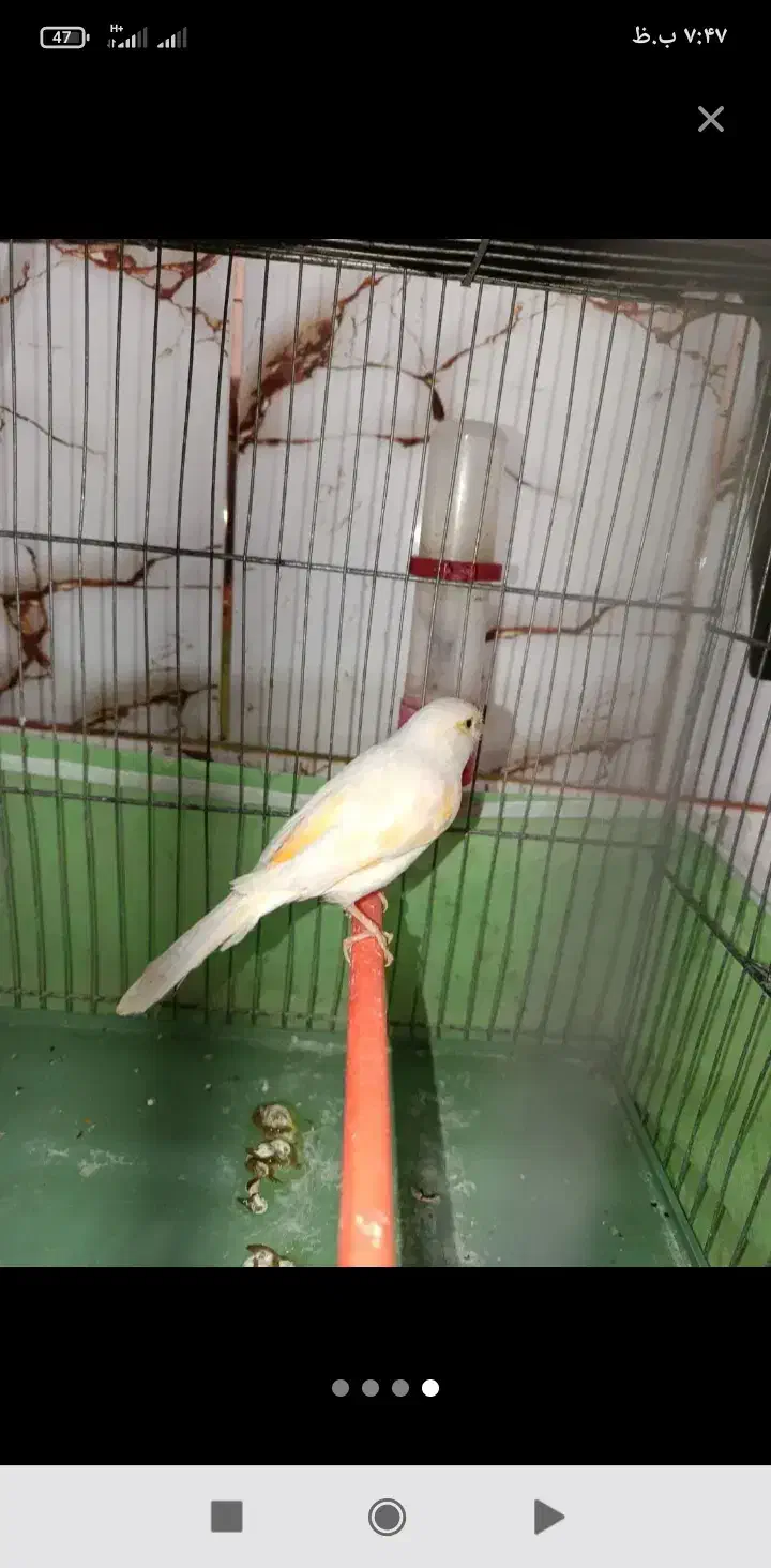 قناری|پرنده|مرودشت, کناره|دیوار