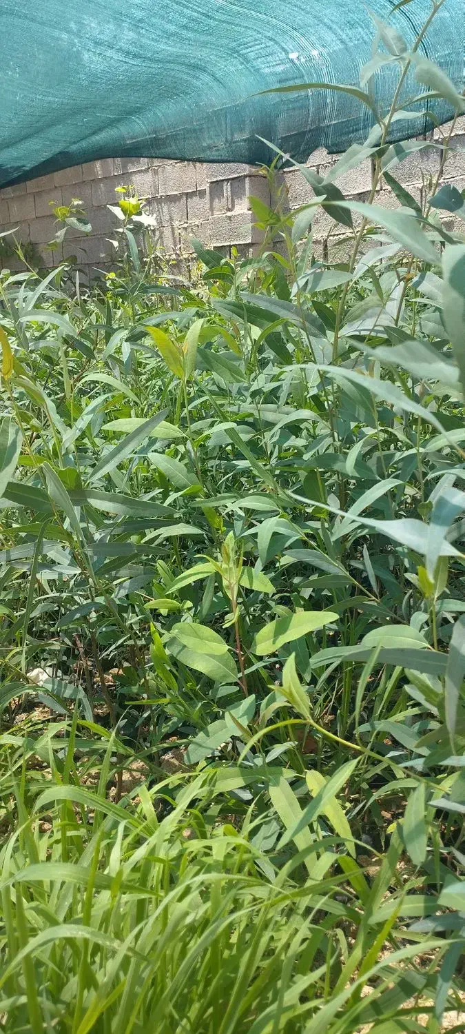 نهال اکلیتوس موجود|خدمات باغبانی و درختکاری|جهرم, |دیوار