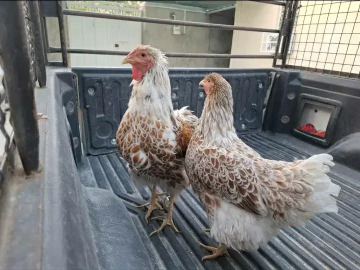 مرغ و خروس ویاندوت اورنج آمریکایی|حیوانات مزرعه|چاه ورز, |دیوار