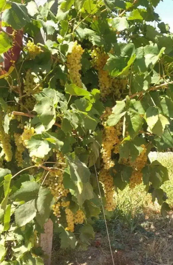 نهال انگور کشمشی|خدمات باغبانی و درختکاری|باروق, |دیوار