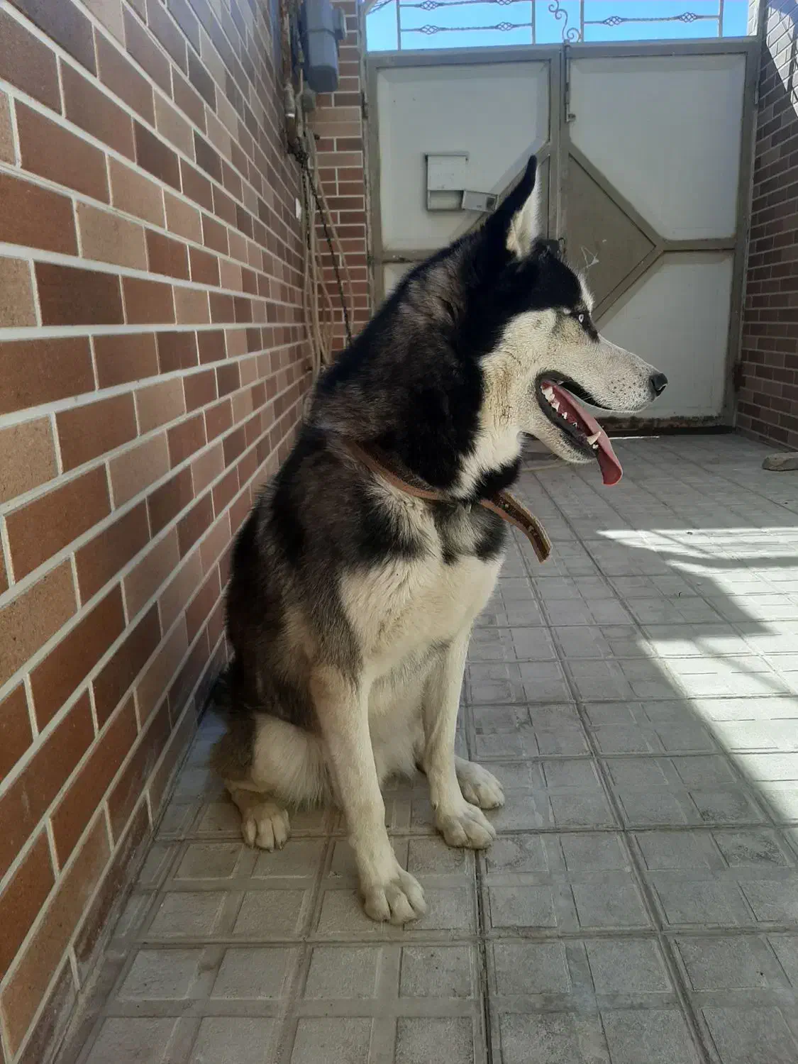 سگ هاسکی|سگ|تربت‌حیدریه, منظر|دیوار