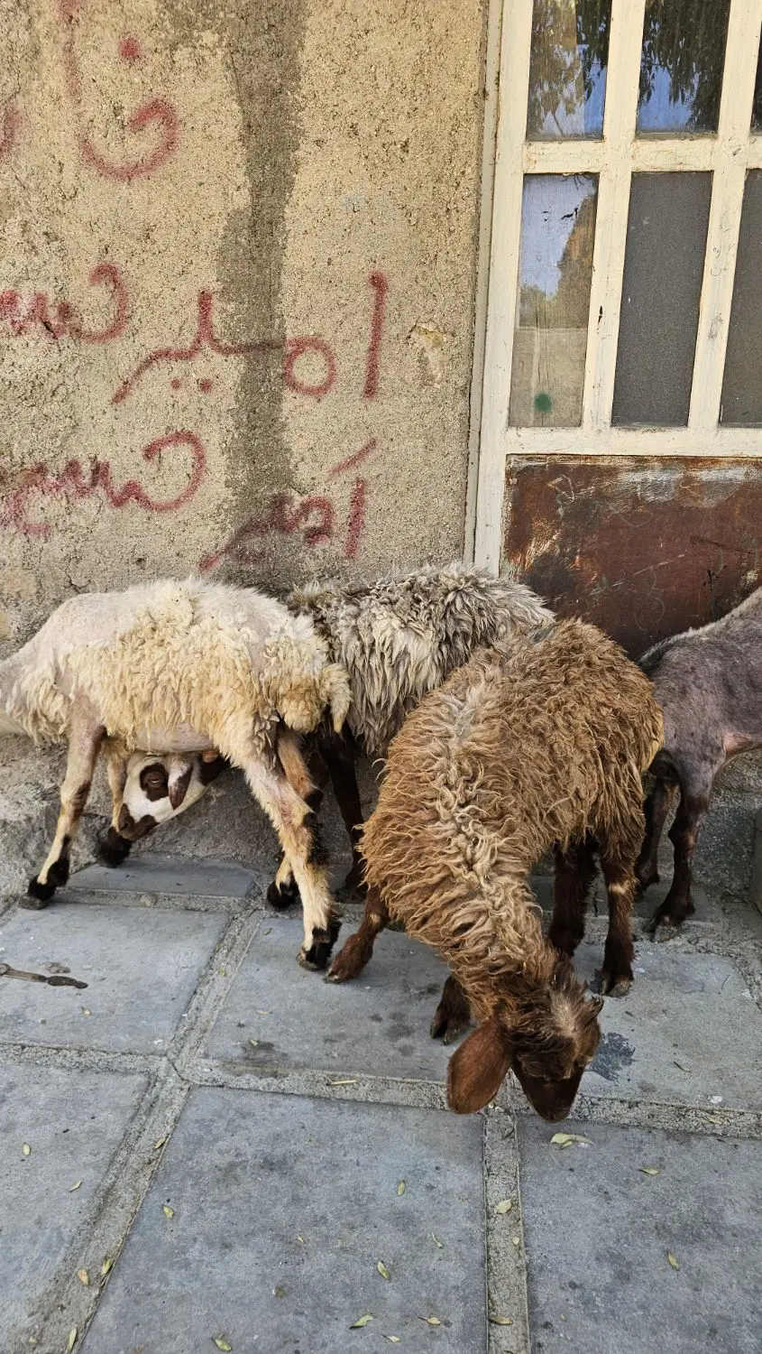 بره|حیوانات مزرعه|بروجرد, |دیوار