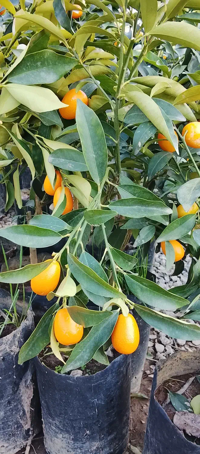 تولید نهال|خدمات باغبانی و درختکاری|رشت, لاکان|دیوار