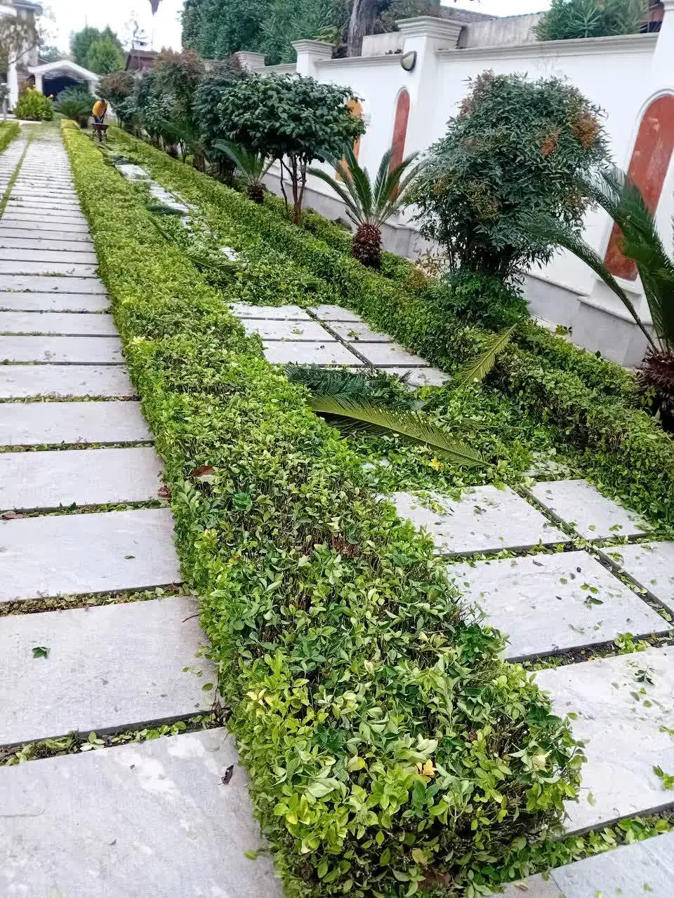 علفتراشی  بریدن درخت وکلیه کارهای  باغبانی|خدمات باغبانی و درختکاری|نوشهر, |دیوار