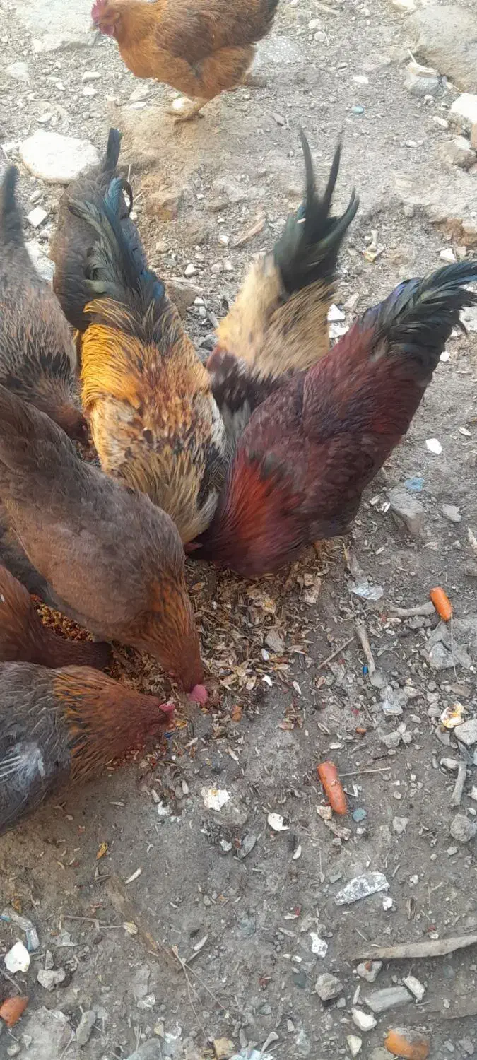 خروس|حیوانات مزرعه|نهاوند, |دیوار