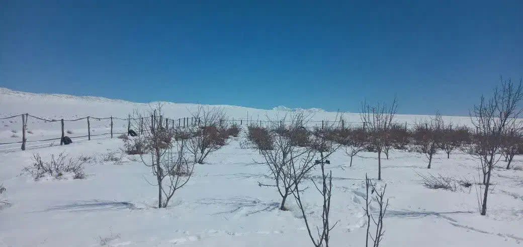 زمین کشاورزی|فروش زمین و ملک کلنگی|قمصر, |دیوار