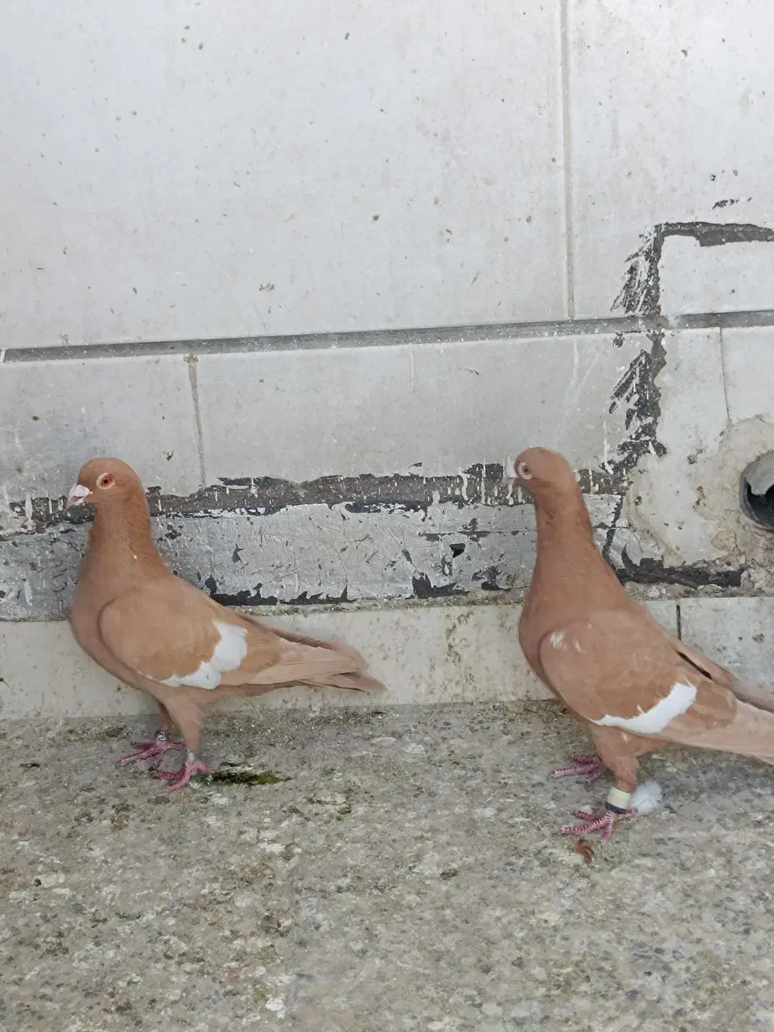 سرک زرد|پرنده|شیراز, گویم|دیوار