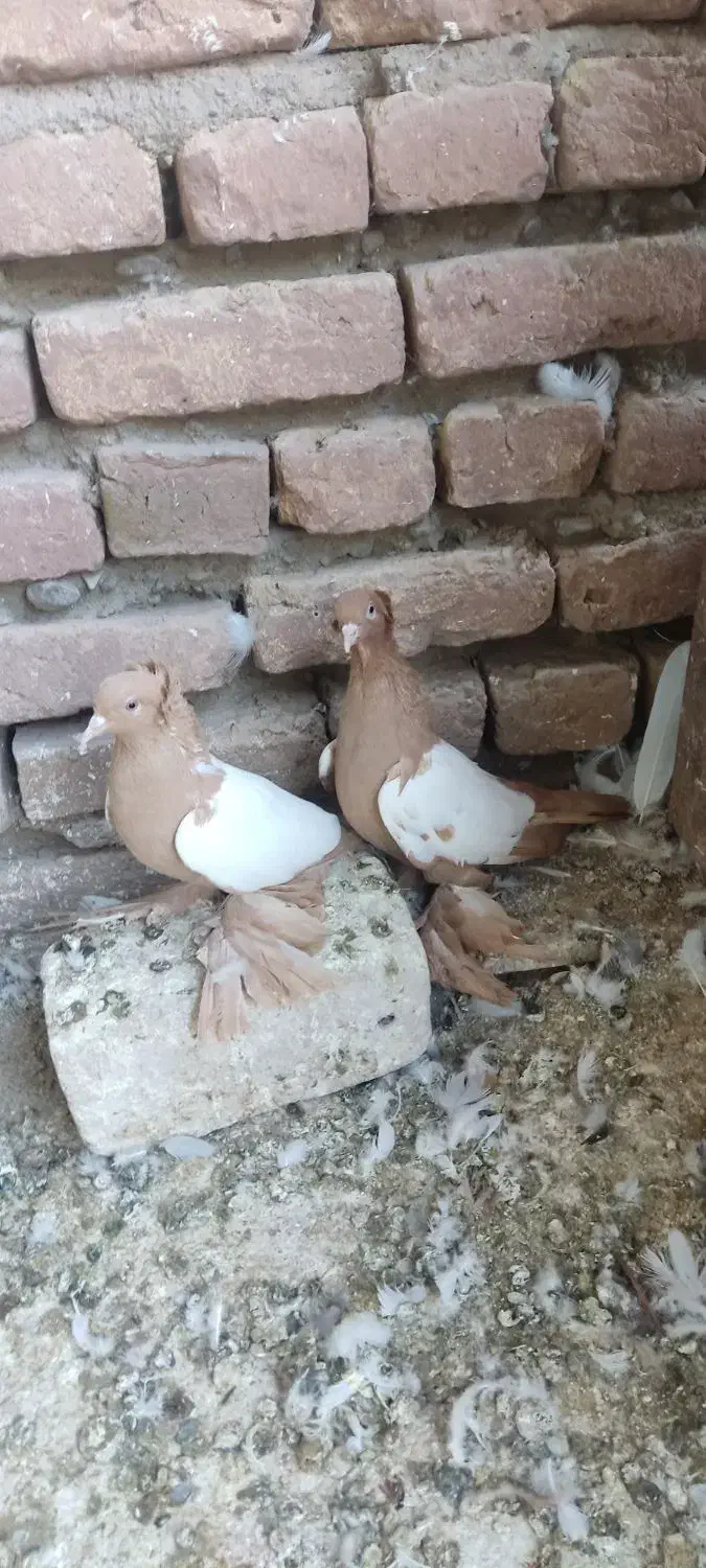 کفتر ساری کوینح|پرنده|تبریز, |دیوار