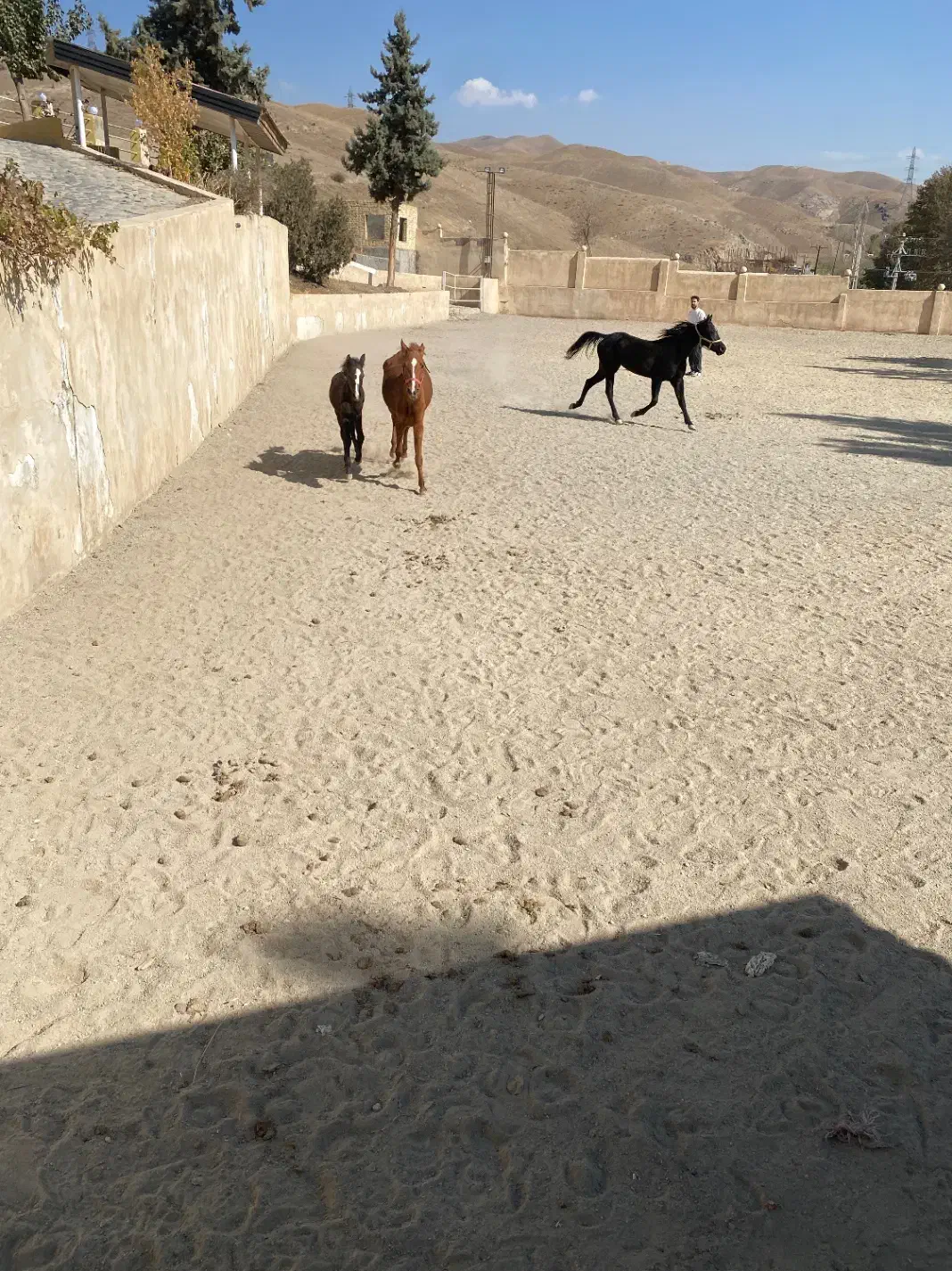 یک اسب مادیون وکره قیمت پایین|اسب و تجهیزات اسب‌سواری|کرج, کوی کارمندان شمالی|دیوار