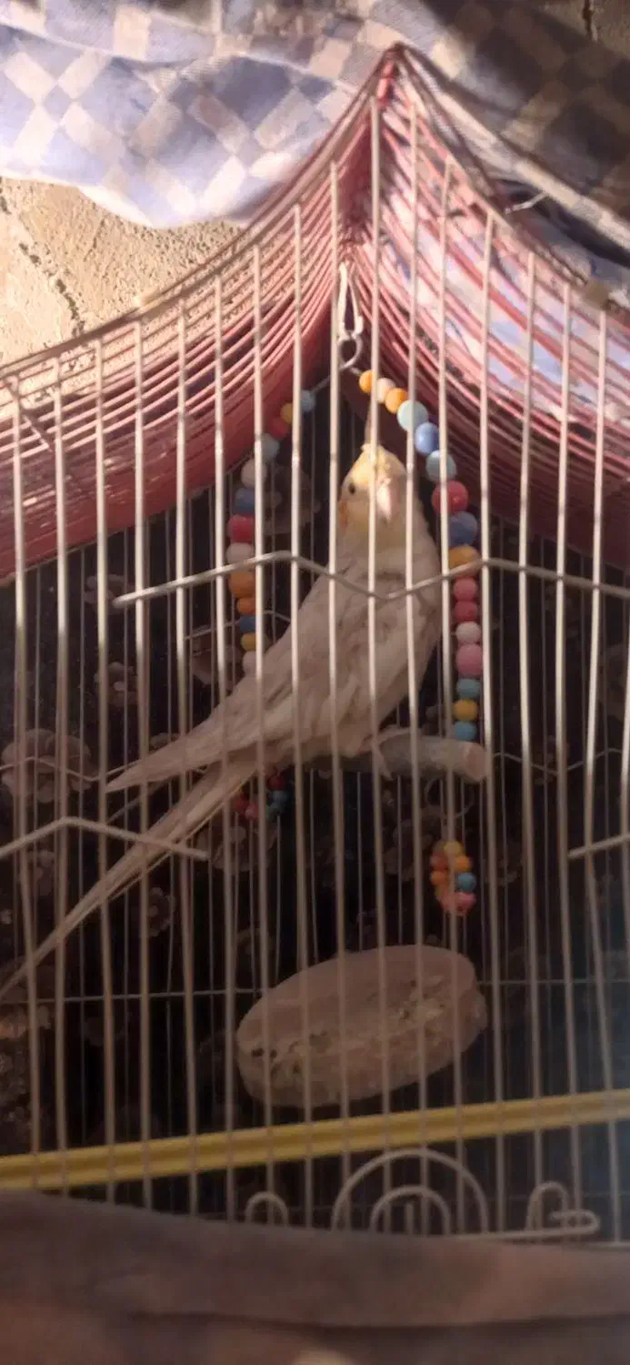 عروس هلندی|پرنده|هریس, |دیوار