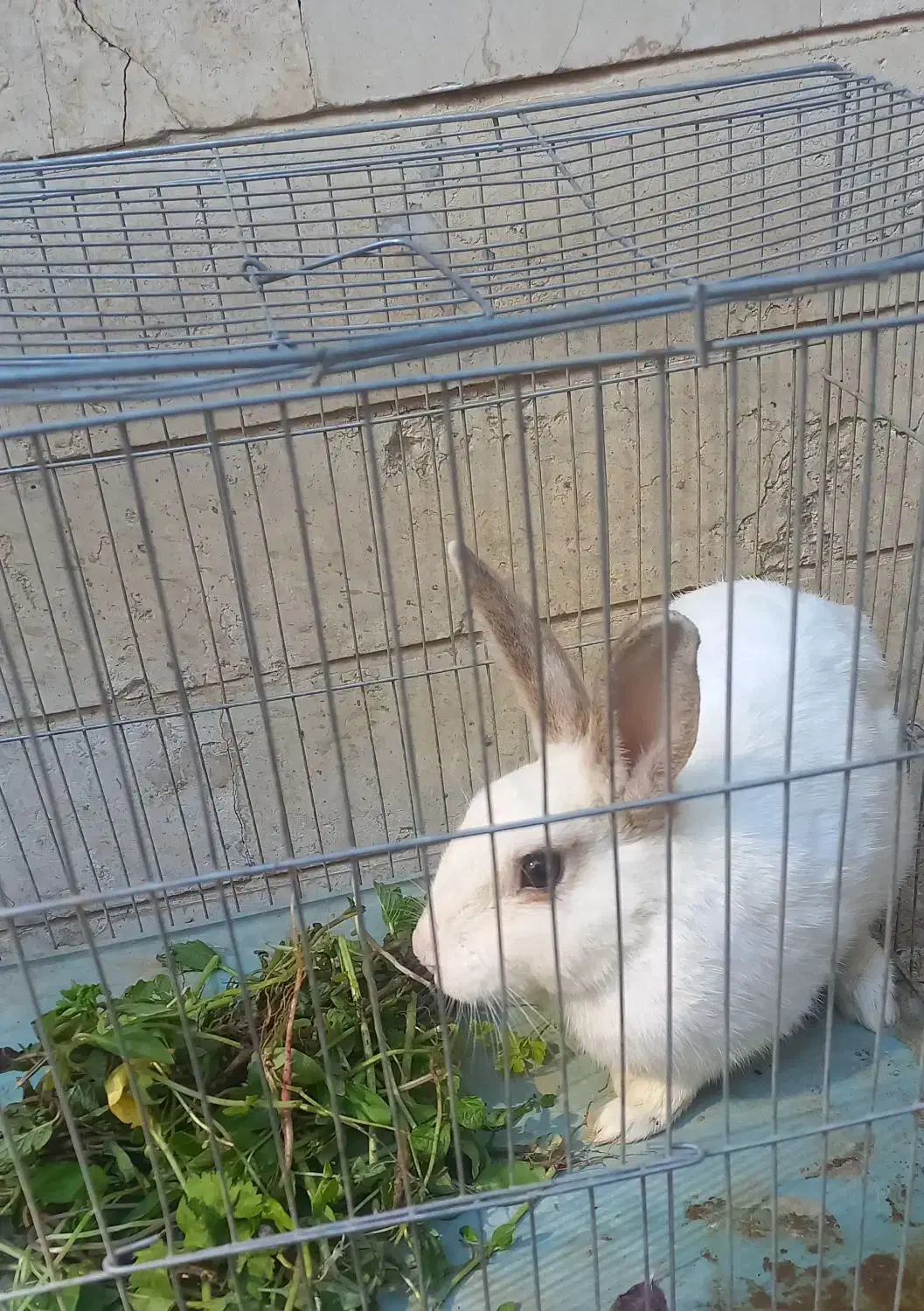 خرگوش|موش و خرگوش|کرج, چهارصد دستگاه|دیوار