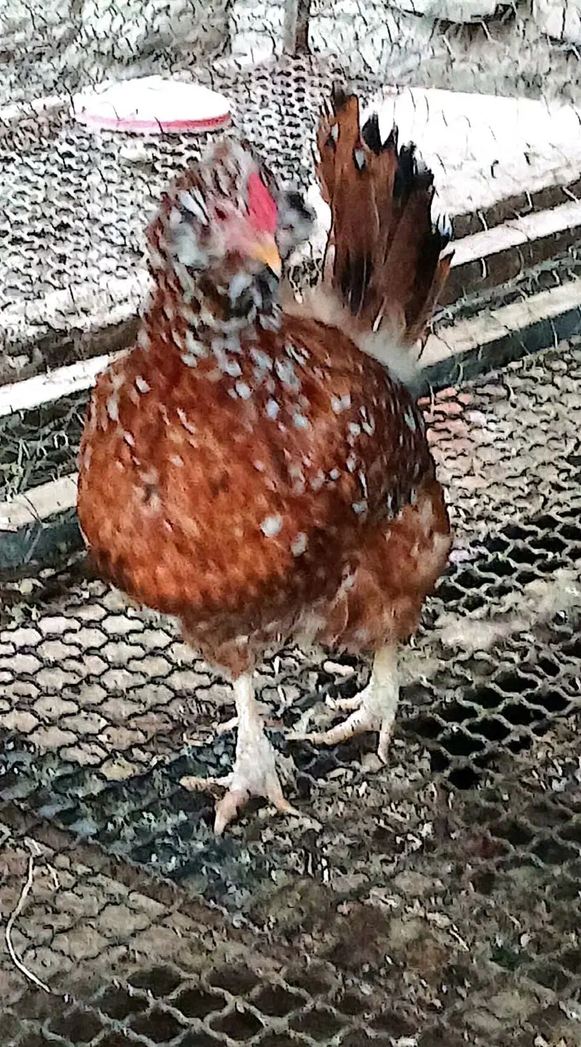 فروش دوعددمرغ ویک عددخروس گلین اصل|حیوانات مزرعه|گمیشان, |دیوار