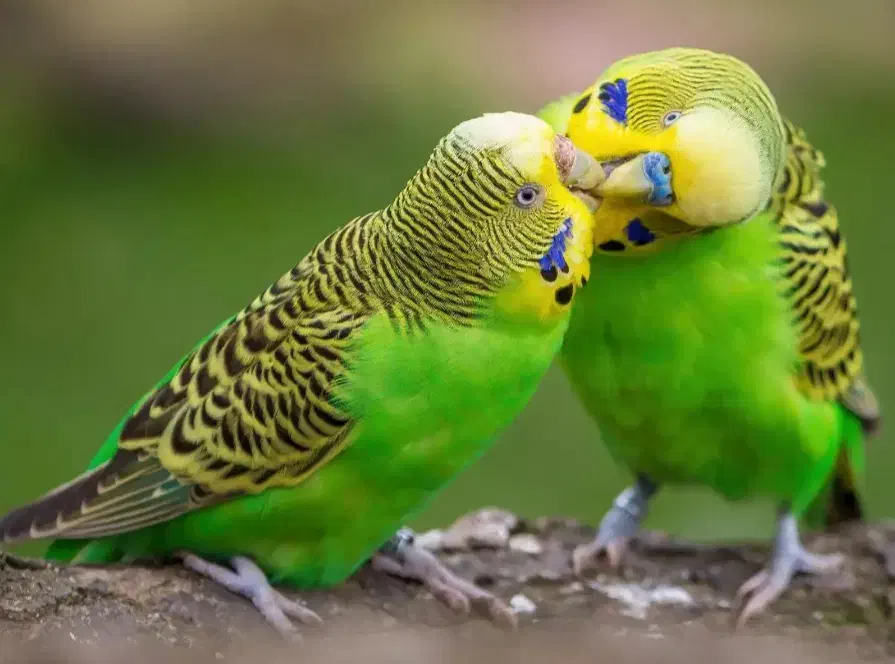 مرغ عشق|پرنده|خمینیشهر, |دیوار