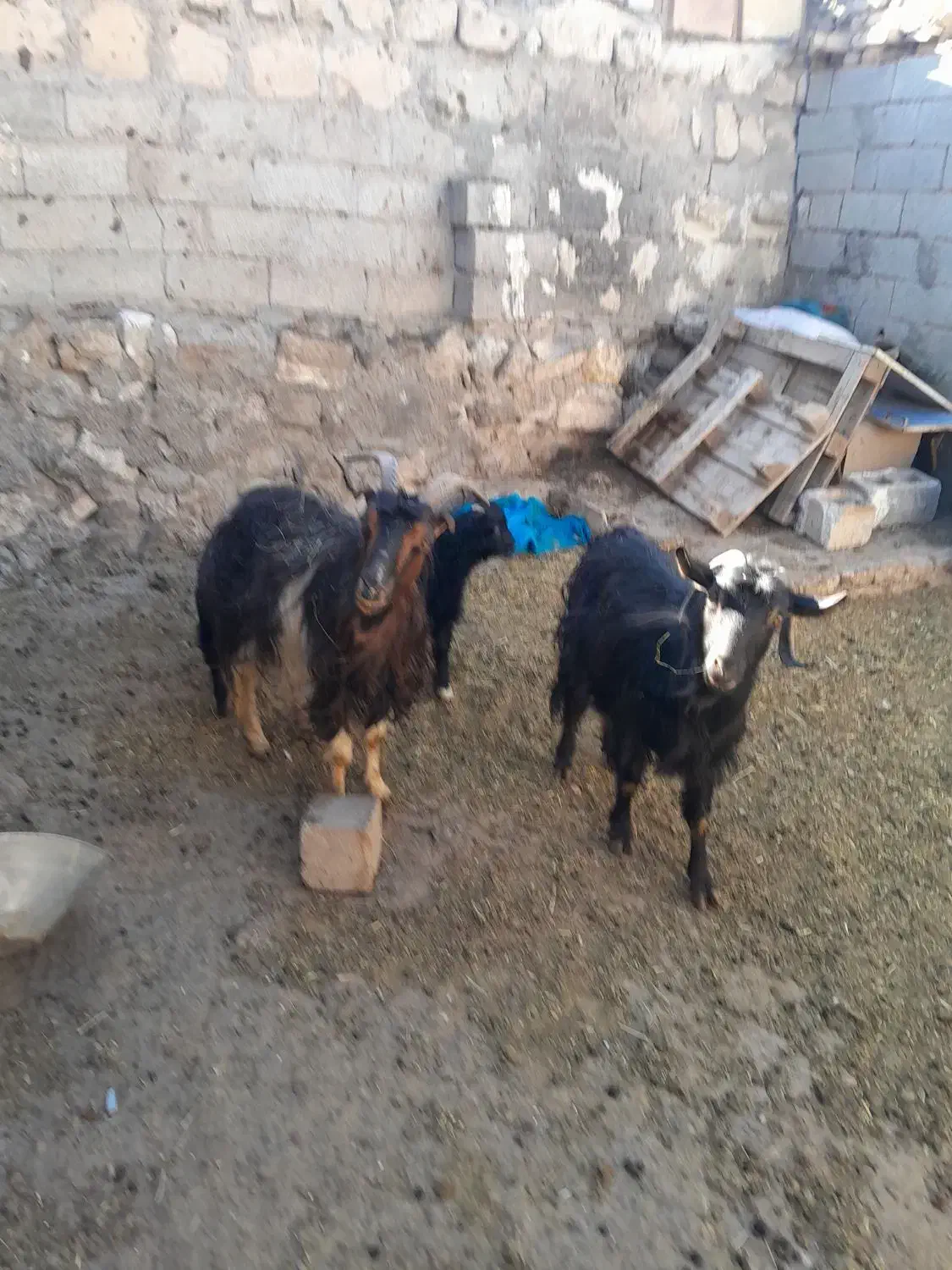 ۲ عدد بز جوان به همراه ۲ عدد بزغاله نر|حیوانات مزرعه|اردبیل, |دیوار
