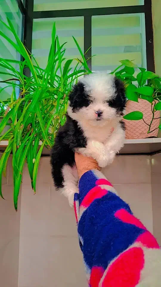 پودل کراس مینیاتوری|سگ|رشت, دیانتی|دیوار