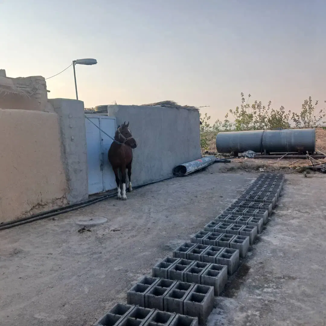 اسب|اسب و تجهیزات اسبسواری|فسا, |دیوار