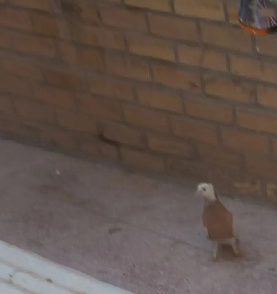 کبوتر طوقی باخت دادم هرکی گرفت میخرمش ازش|پرنده|بهبهان, |دیوار