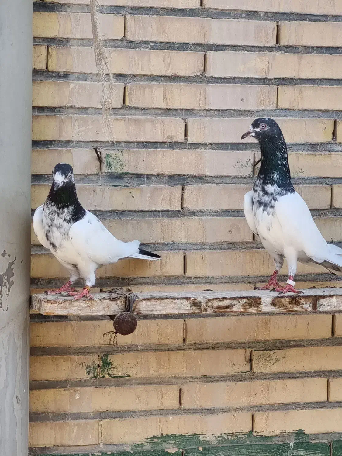 کفتر پاکستانی پرشی|پرنده|بندرلنگه, |دیوار