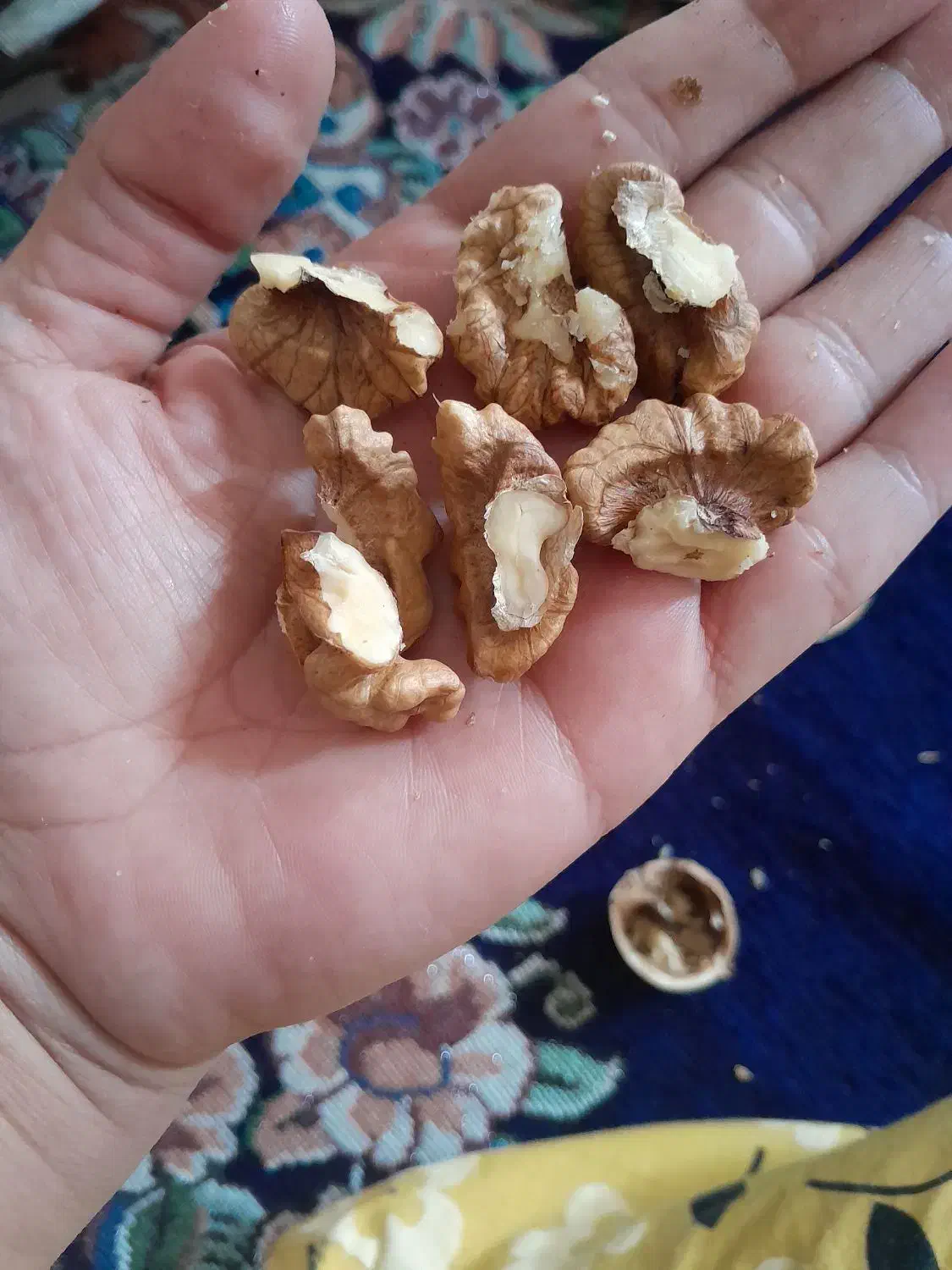 گردومغزپر|حراج|نهاوند, |دیوار