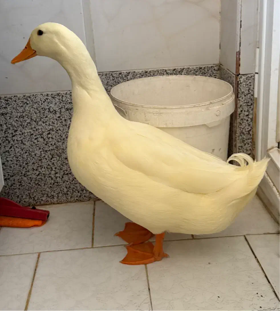 اردک نر|حیوانات مزرعه|قم, بنیاد|دیوار