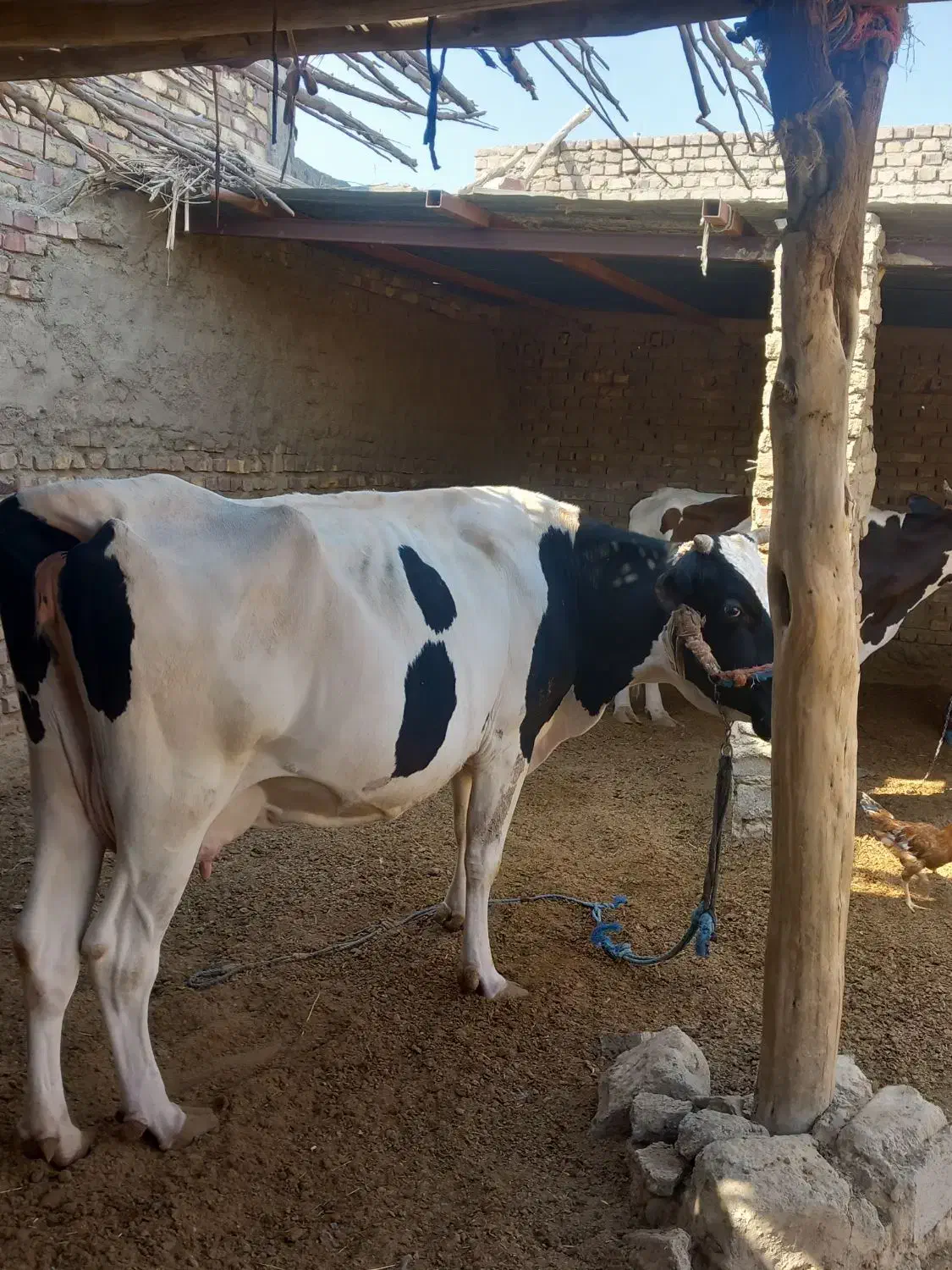 یک گاو|حیوانات مزرعه|پشتکوه (سیستان و بلوچستان), |دیوار