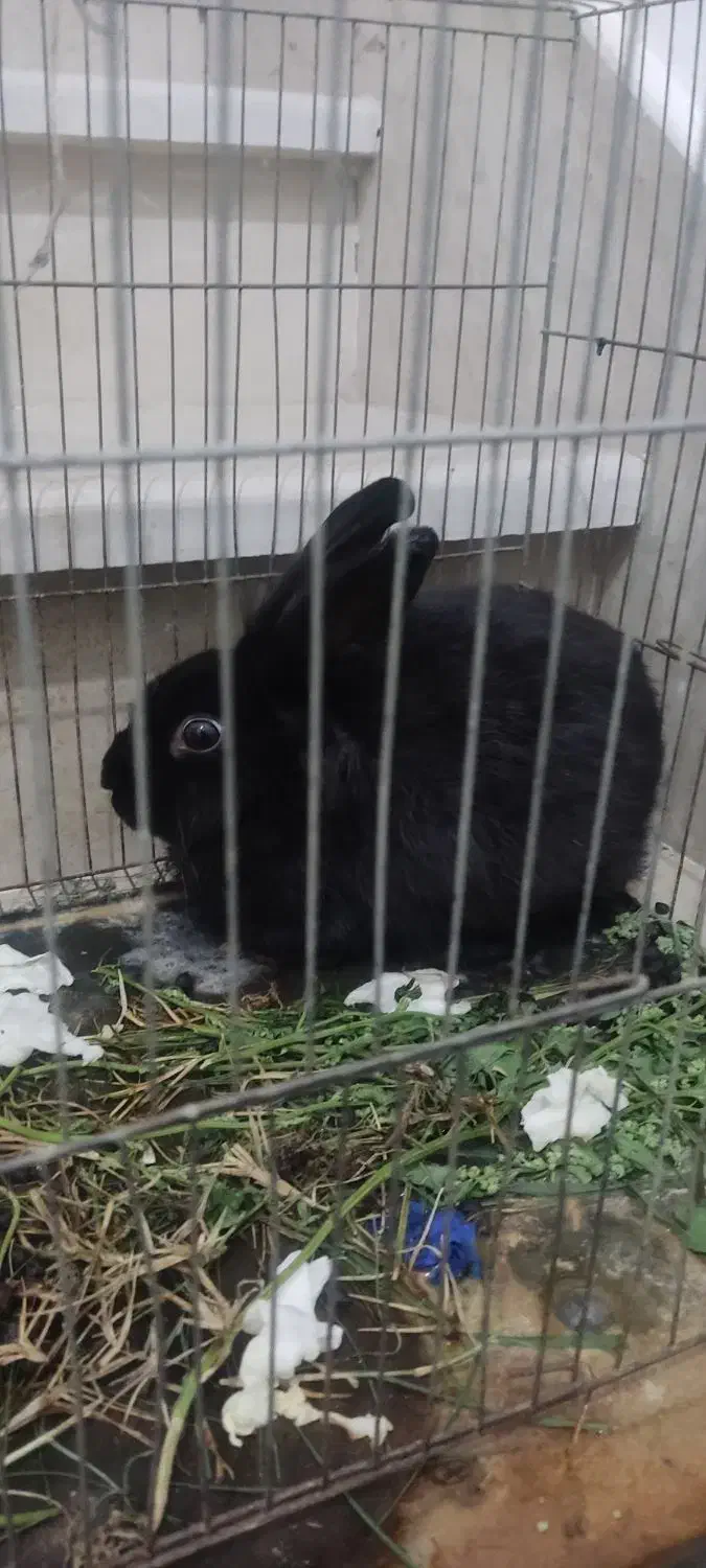 خرگوش|موش و خرگوش|گنبد کاووس, |دیوار