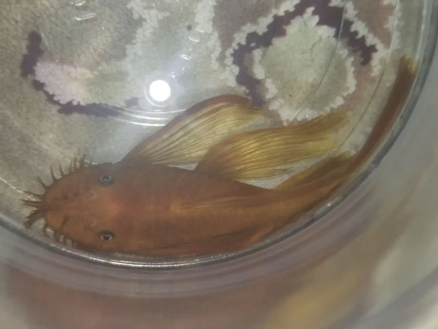 کت پوزه بوته ای سوپر رد باله بلند نر|ماهی|شاهینشهر, پاسداران|دیوار