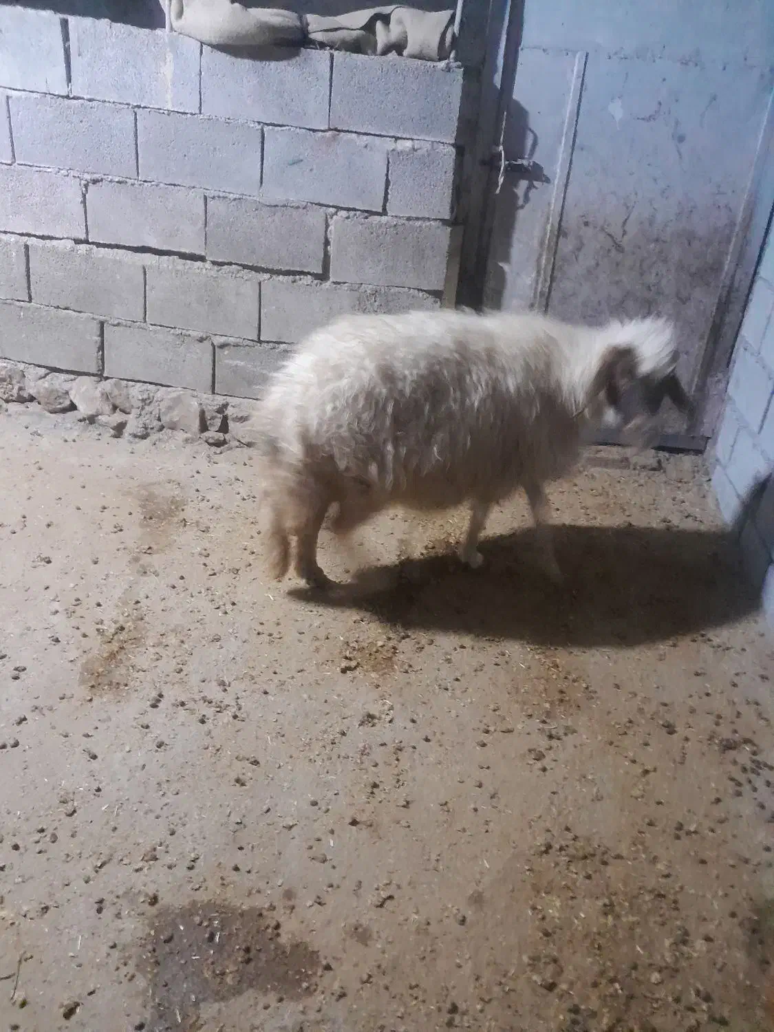 میش ابستن|حیوانات مزرعه|قلعه شاهین, |دیوار