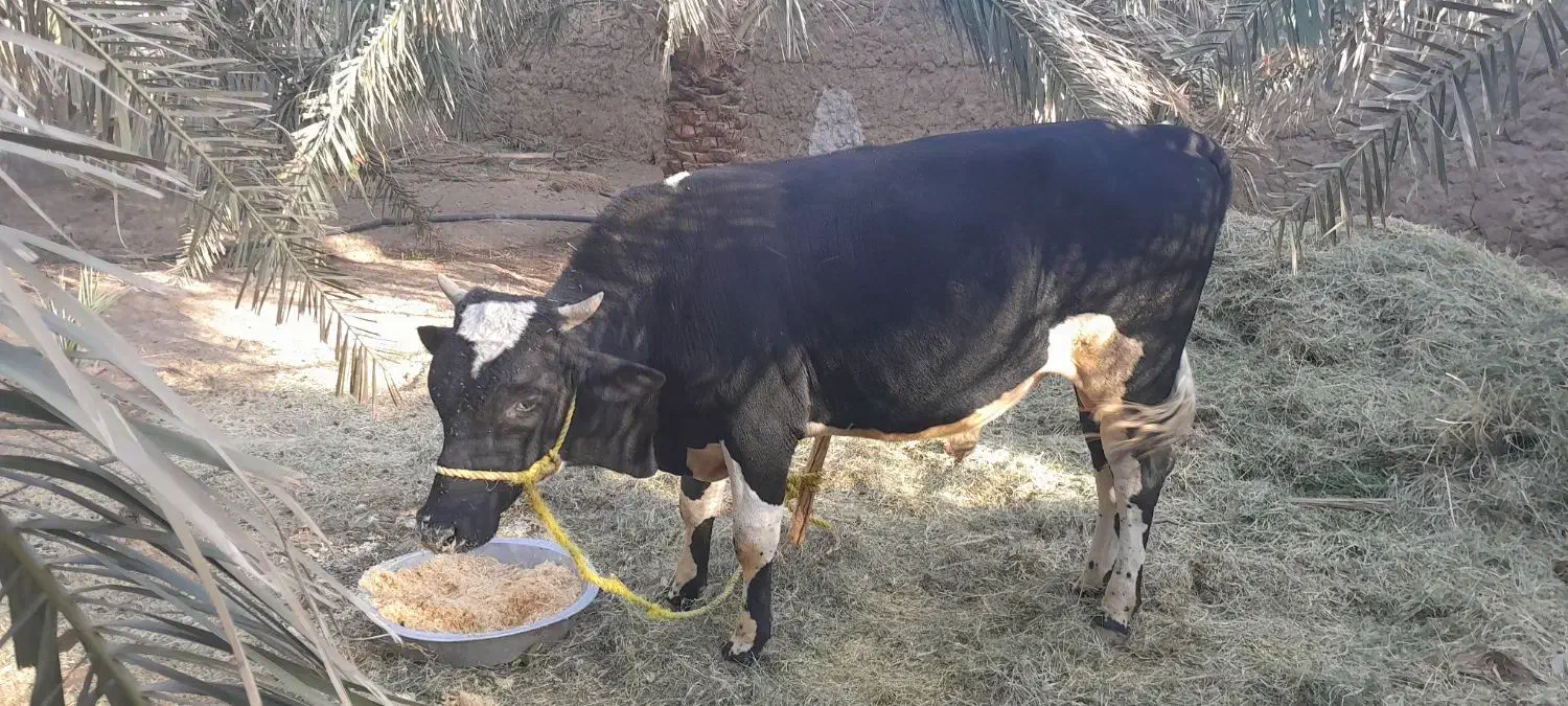 یک عددگاونربرافروش|حیوانات مزرعه|فهرج, |دیوار