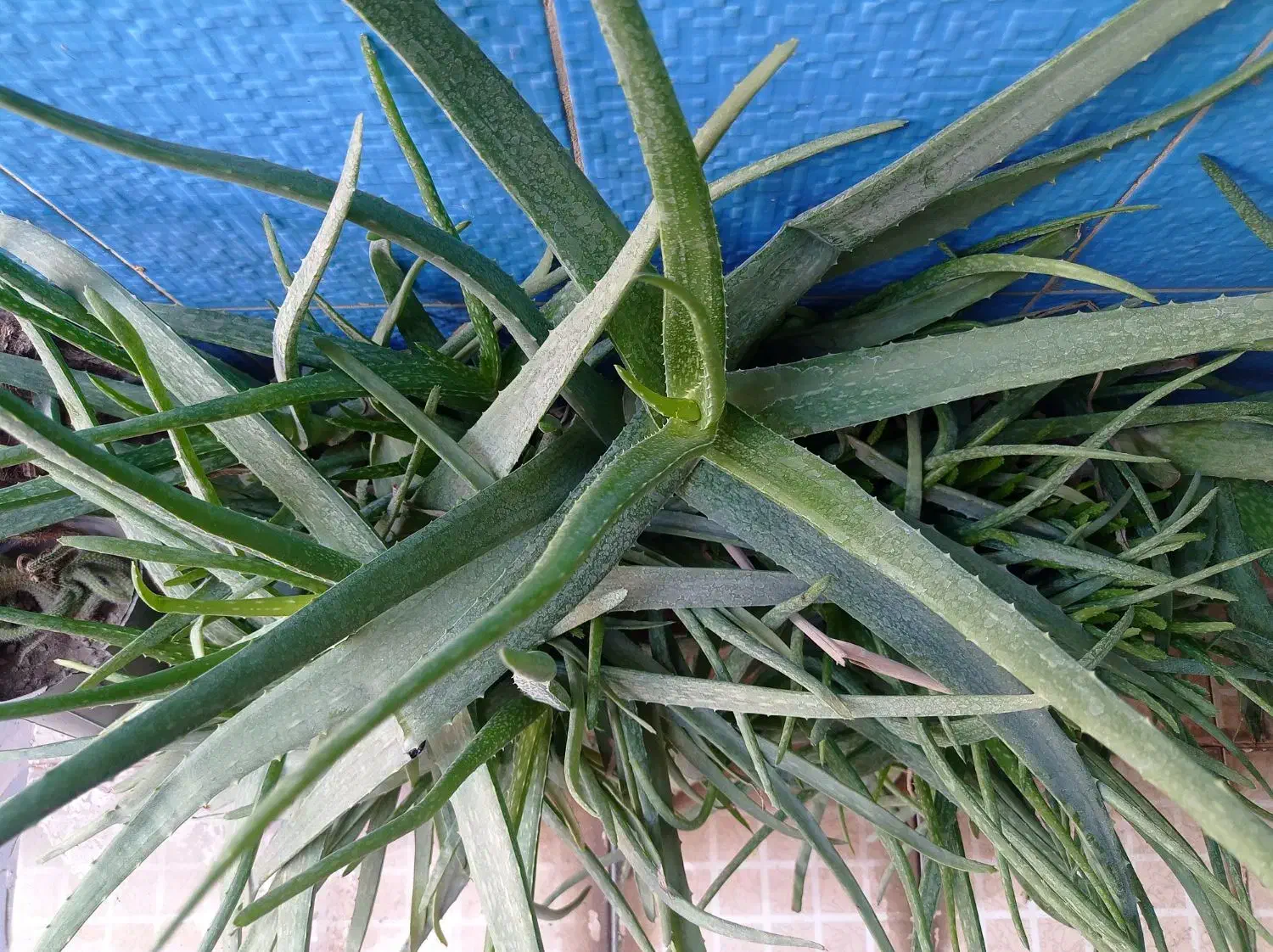 حراج|حراج|آبدانان, |دیوار