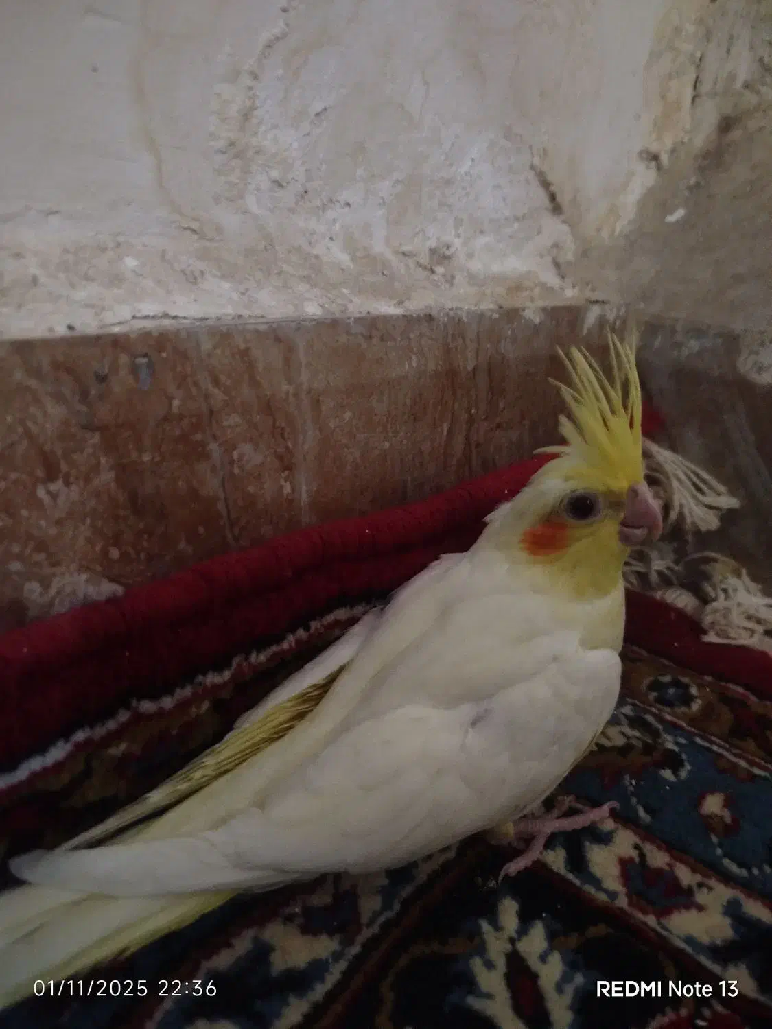 جوجه عروس هلندی یک ماه|پرنده|زاهدان, |دیوار