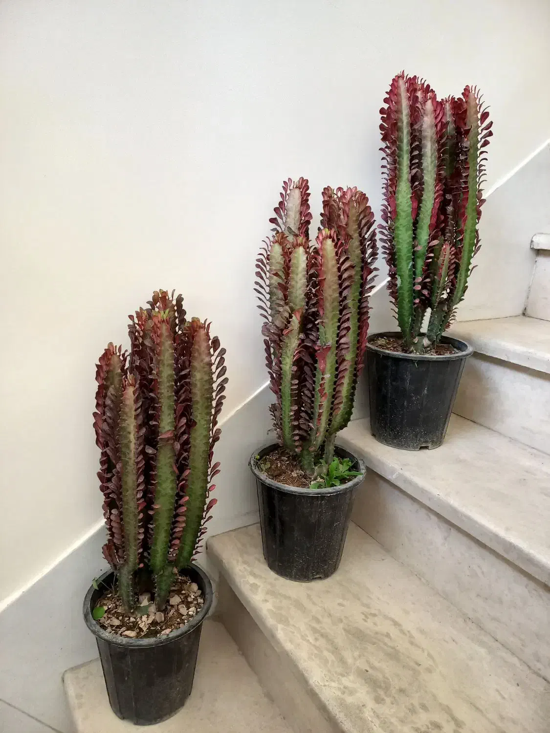 افوربیا|گل و گیاه طبیعی|اصفهان, شمس آباد|دیوار