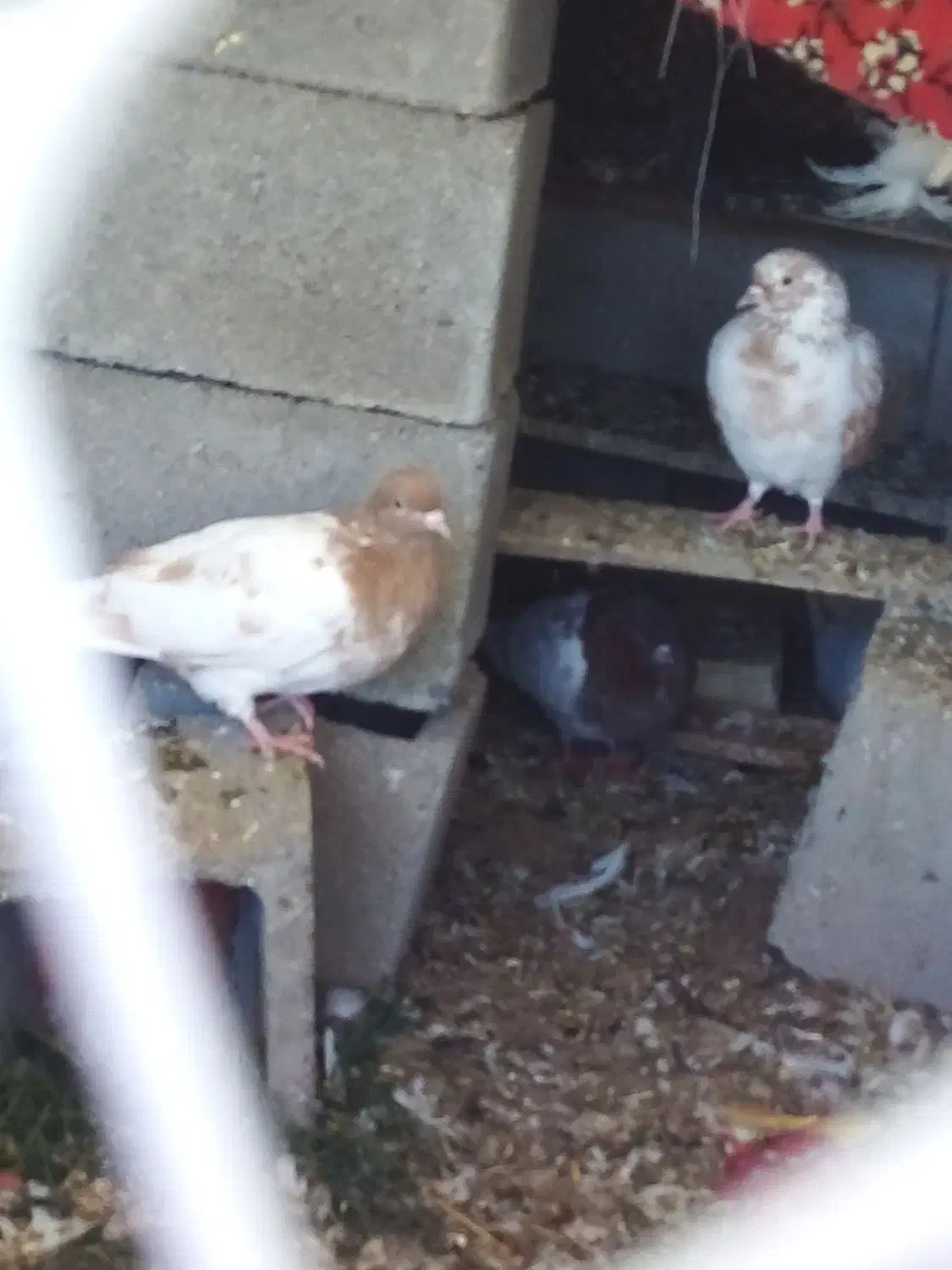 کبوتر کاکل زرد|پرنده|فیروزآباد (آذربایجان), |دیوار