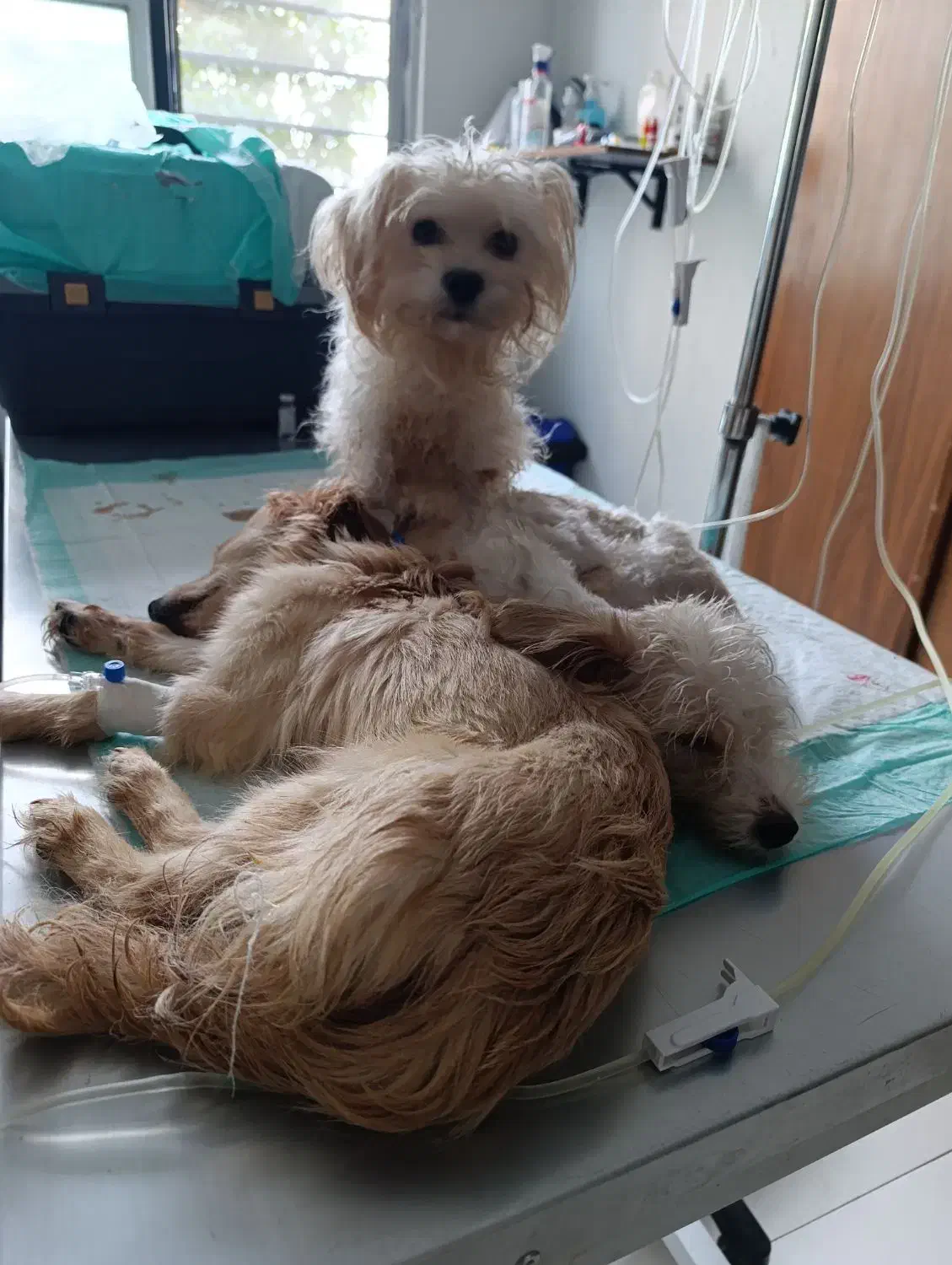 سگ گمشده پیدا کردین مژدگانی خوبی بهتون میدیم|حیوانات|صدرا-فارس, فاز ۲|دیوار