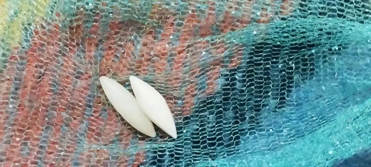 مهره|کلکسیون اشیاء عتیقه|فولادشهر, C4|دیوار