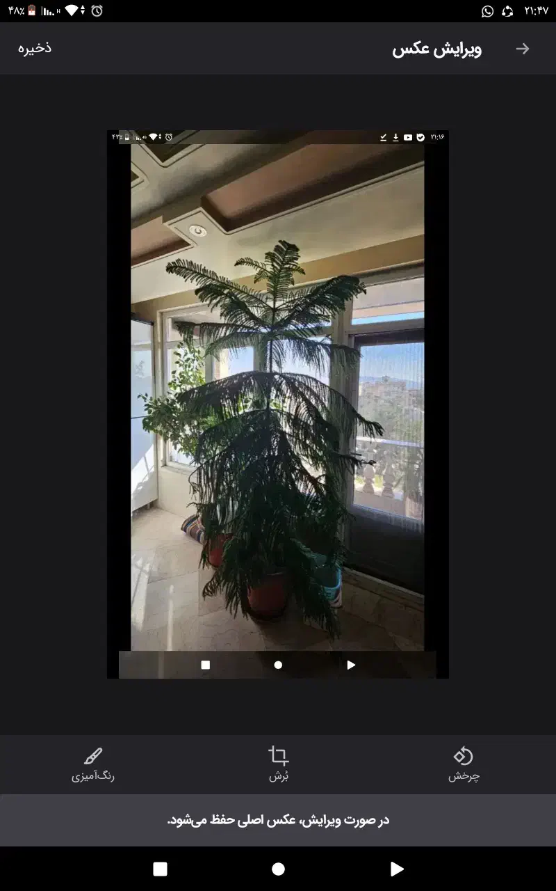 کاج|گل و گیاه طبیعی|بومهن, |دیوار