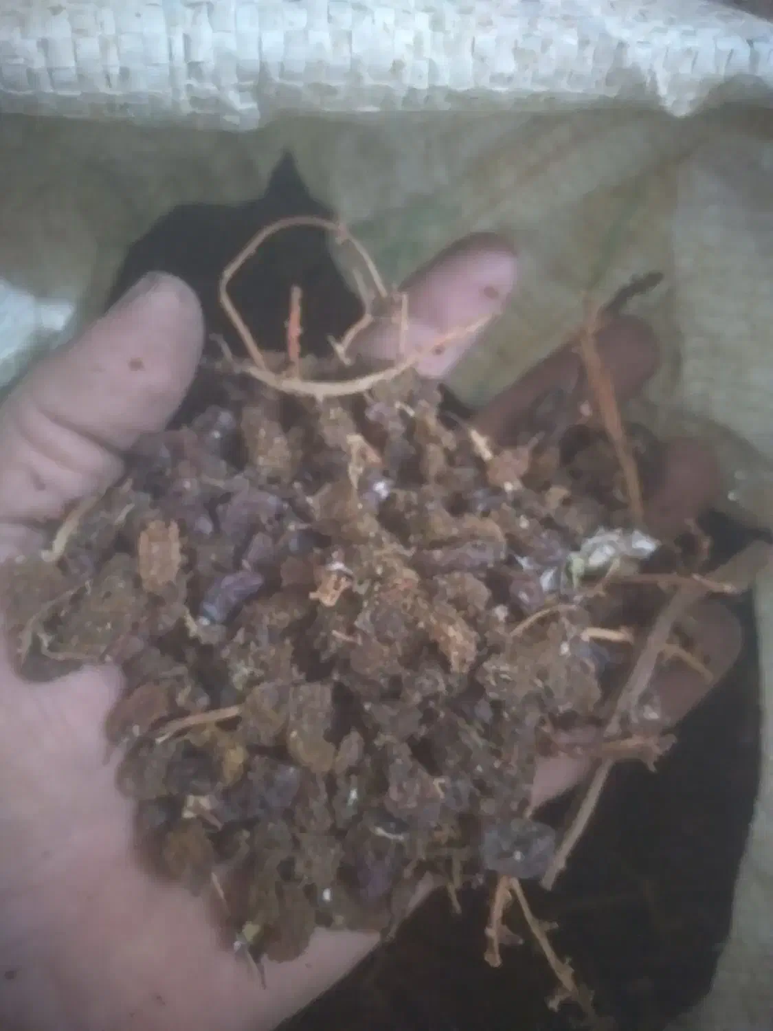 کشمش افتابی|خوردنی و آشامیدنی|بهار, |دیوار