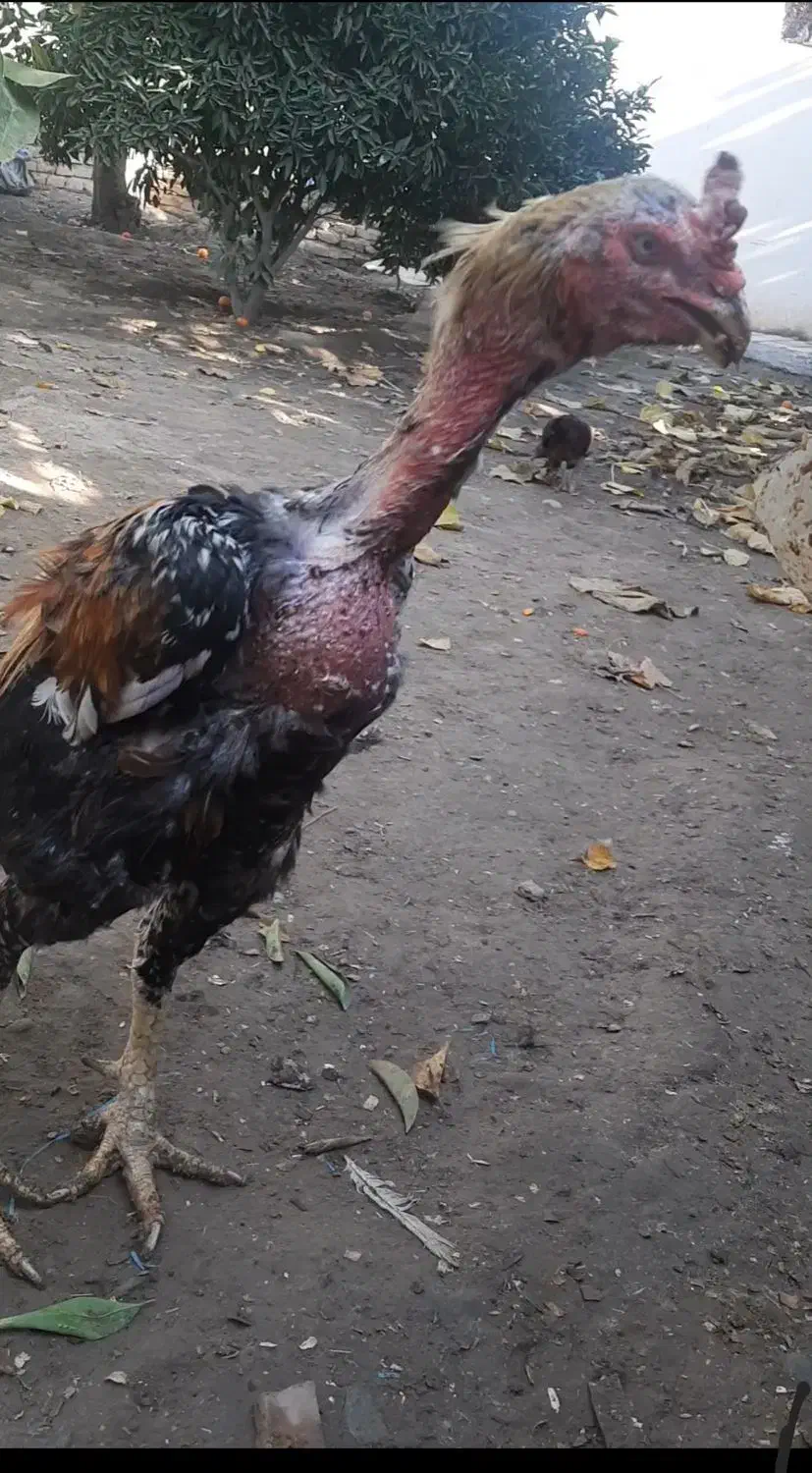 خروس لاری صابونی|حیوانات مزرعه|انبارآلوم, |دیوار