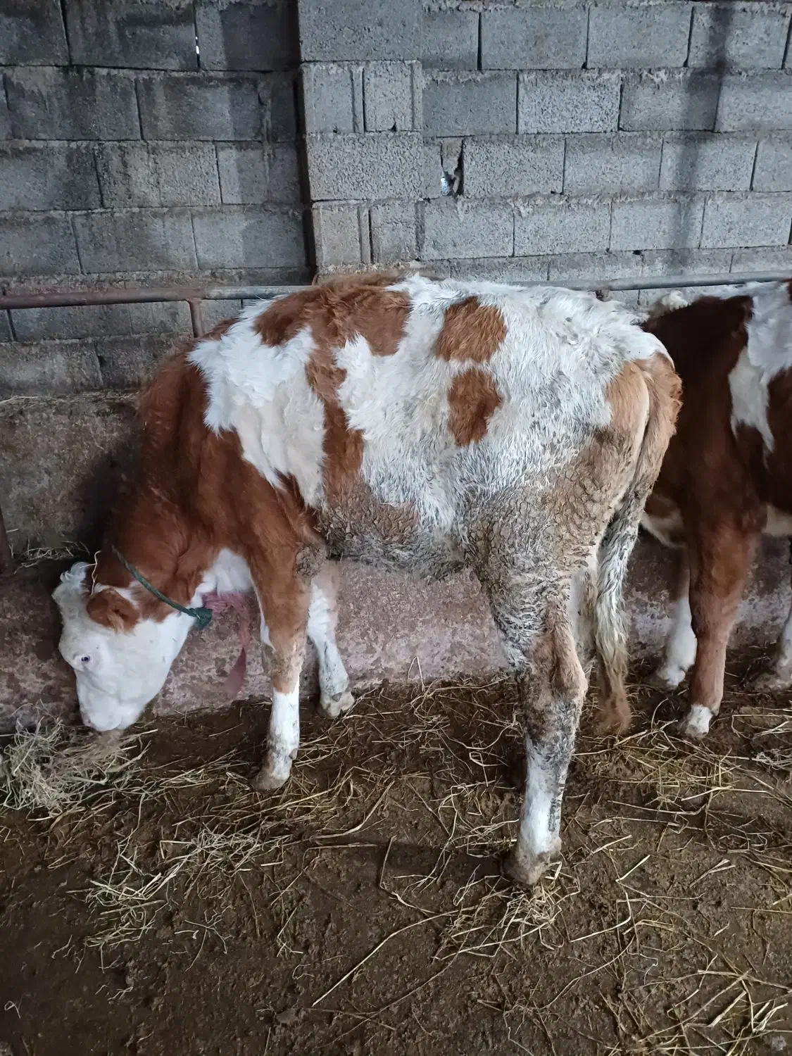 فروش گاو ثمینتال|حیوانات مزرعه|بابکان, |دیوار