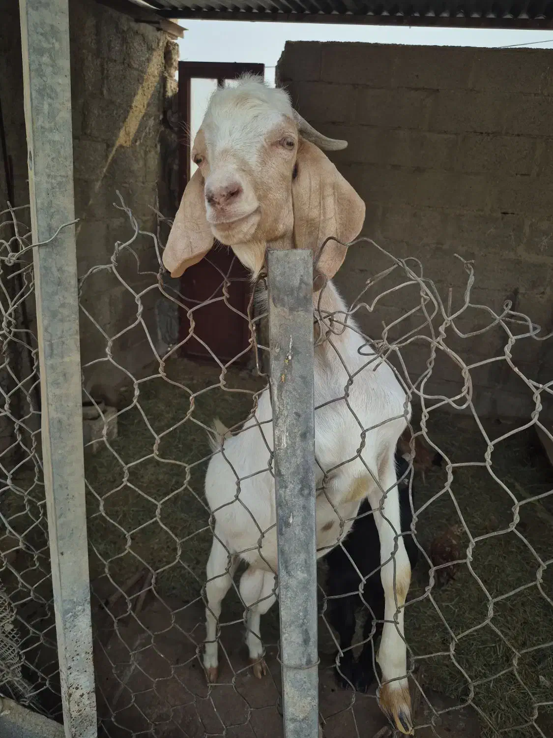 کهره نر|حیوانات مزرعه|بندر دیر, |دیوار