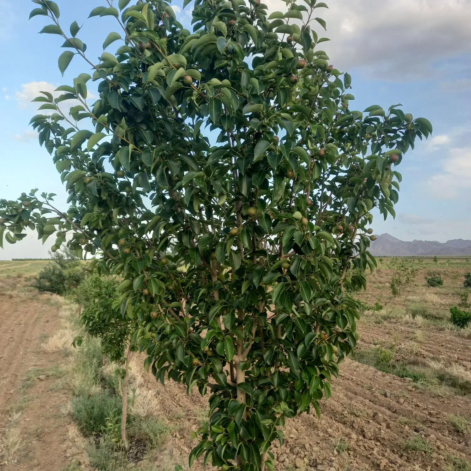 زمین کشاورزی باغ|فروش زمین و ملک کلنگی|جلگه ماژان, |دیوار