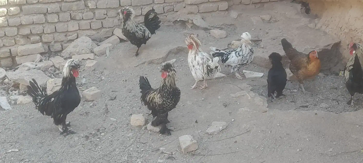 خروس سلطان|حیوانات مزرعه|تربتحیدریه, طالقانی|دیوار