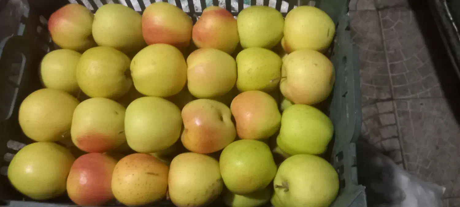 سیب درجه یک|خوردنی و آشامیدنی|مرند, |دیوار