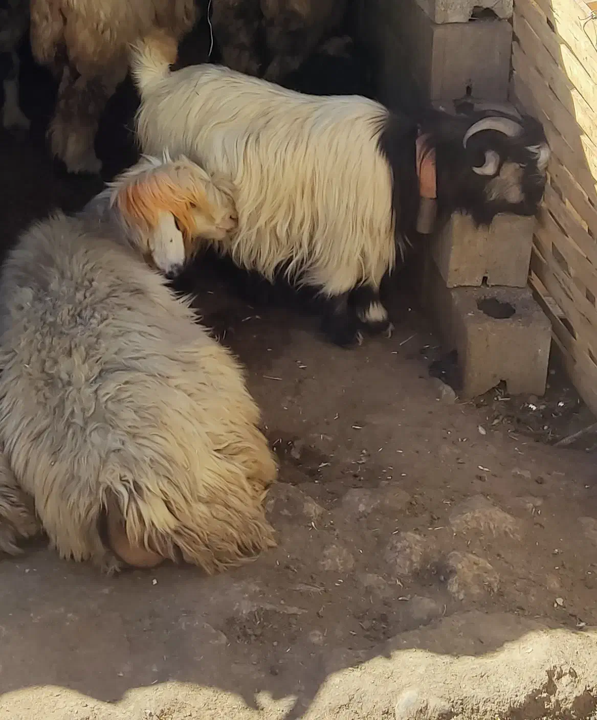 تیشتر ترکی آبستن|حیوانات مزرعه|کوهرنگ, |دیوار