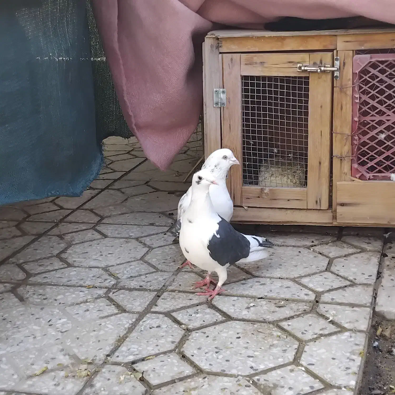 یه جفت کبوتر درجه یک|پرنده|فسا, |دیوار