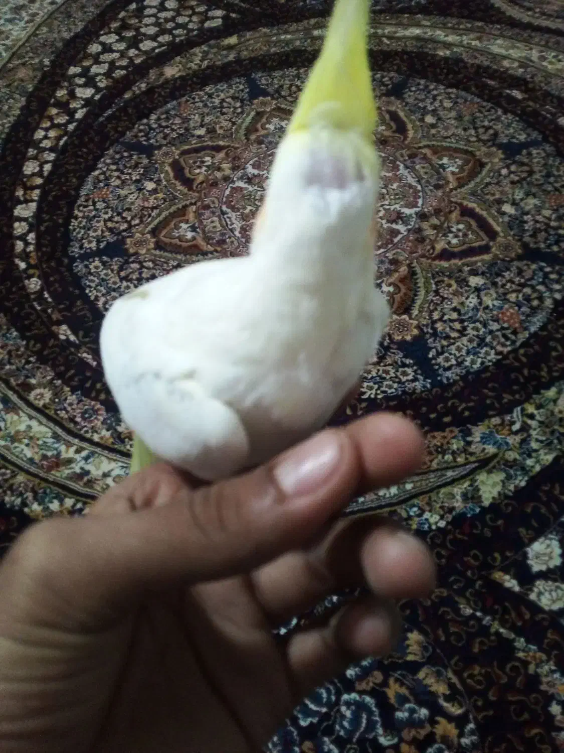 عروس هلندی نر و ماده|پرنده|فومن, |دیوار