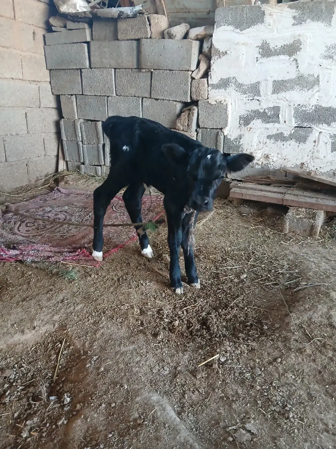 گوساله ماده|حیوانات مزرعه|بندر گناوه, |دیوار