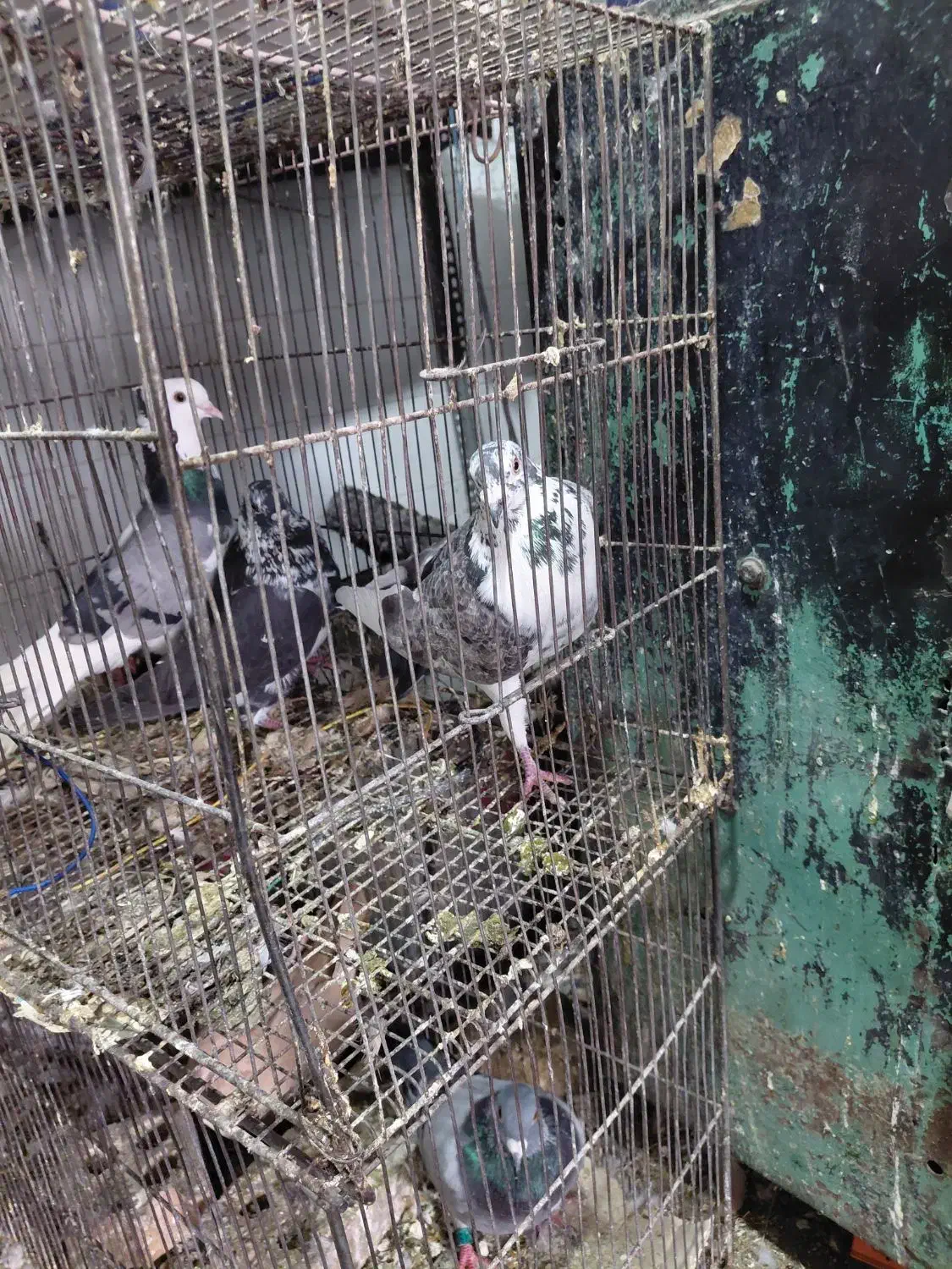 فروش کبوتر نر بزک|پرنده|دزفول, |دیوار