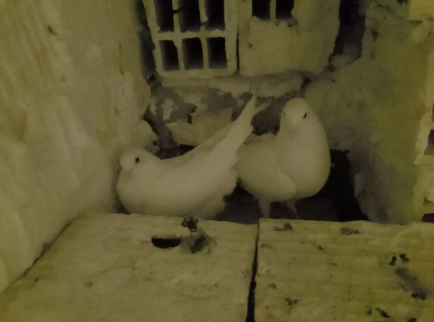 کبوتر سفید پاک|پرنده|اردکان, |دیوار