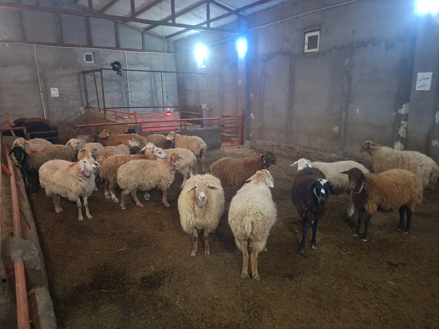 گوسفند شیشک آبستن دو ماهه|حیوانات مزرعه|نیر (اردبیل), |دیوار